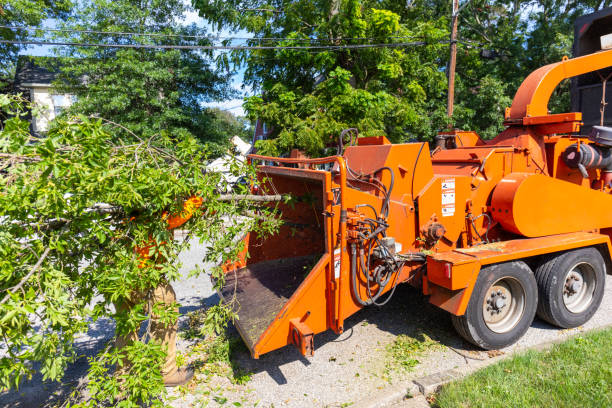 Best Tree Removal Near Me  in USA